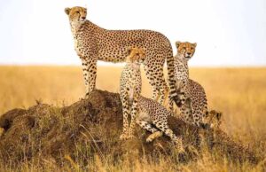 कूनो में आज शनिवार सुबह होगी ग्रैंड लैंडिंग, बोत्सवाना से आए 8 नए चीते, CM Mohan Yadav करेंगे बाड़े में रिलीज