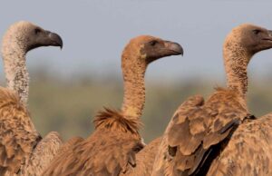 वीरांगना दुर्गावती टाइगर रिजर्व में 951 गिद्ध दर्ज, सात प्रजातियों की हुई पहचान; तीन दिन तक चला सर्वे