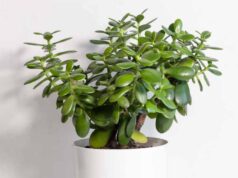 मनी प्लांट से भी ज्यादा पावरफुल है ये पौधा, इस दिशा में लगाते ही घर में बरसेगा पैसा