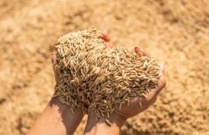 धान खरीद में छत्तीसगढ़ का ‘डेटा-संचालित मॉडल’, एआई तकनीक से बनी मिसाल